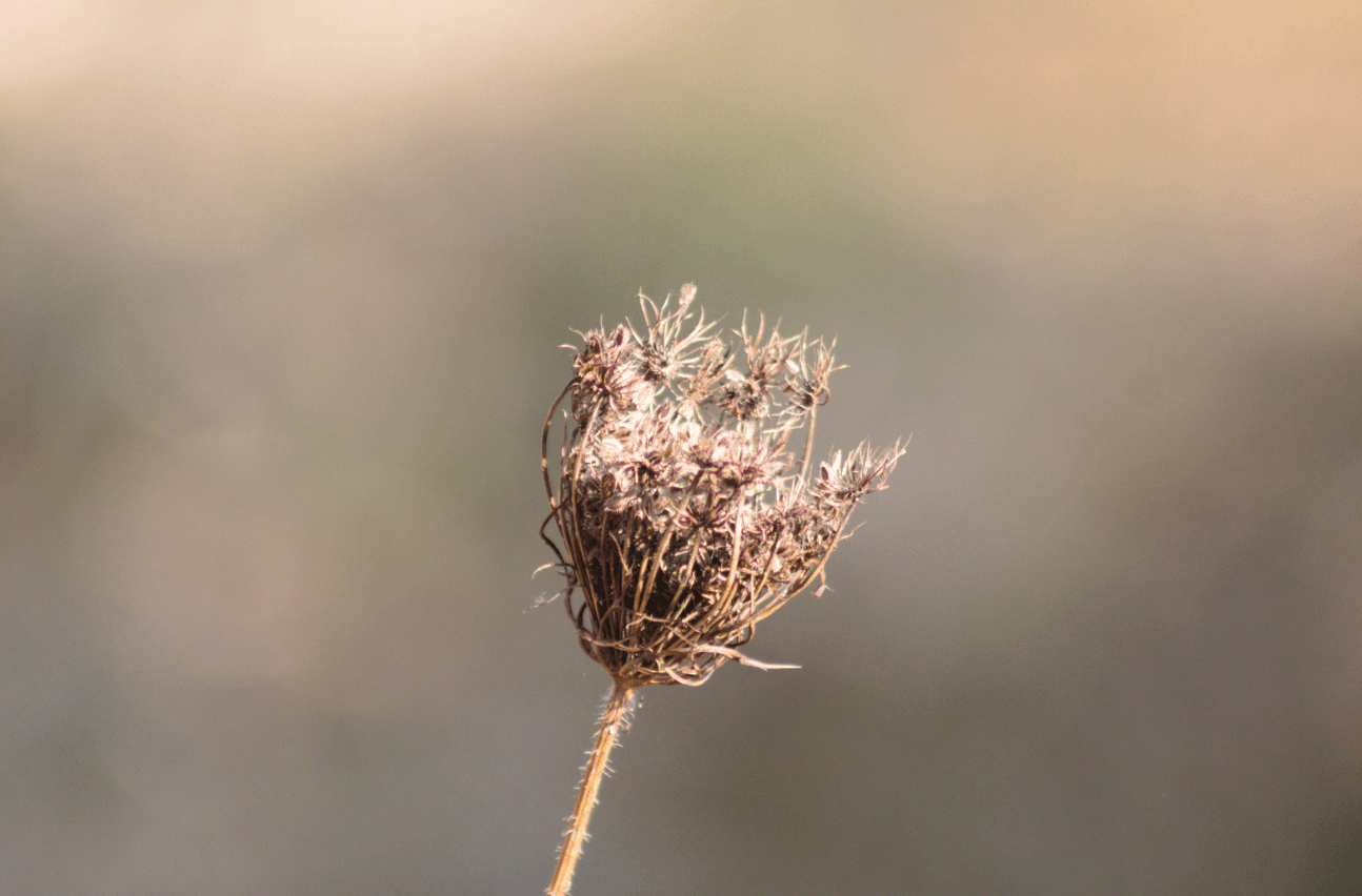 A dried Cāwíitx wild carrot seed head