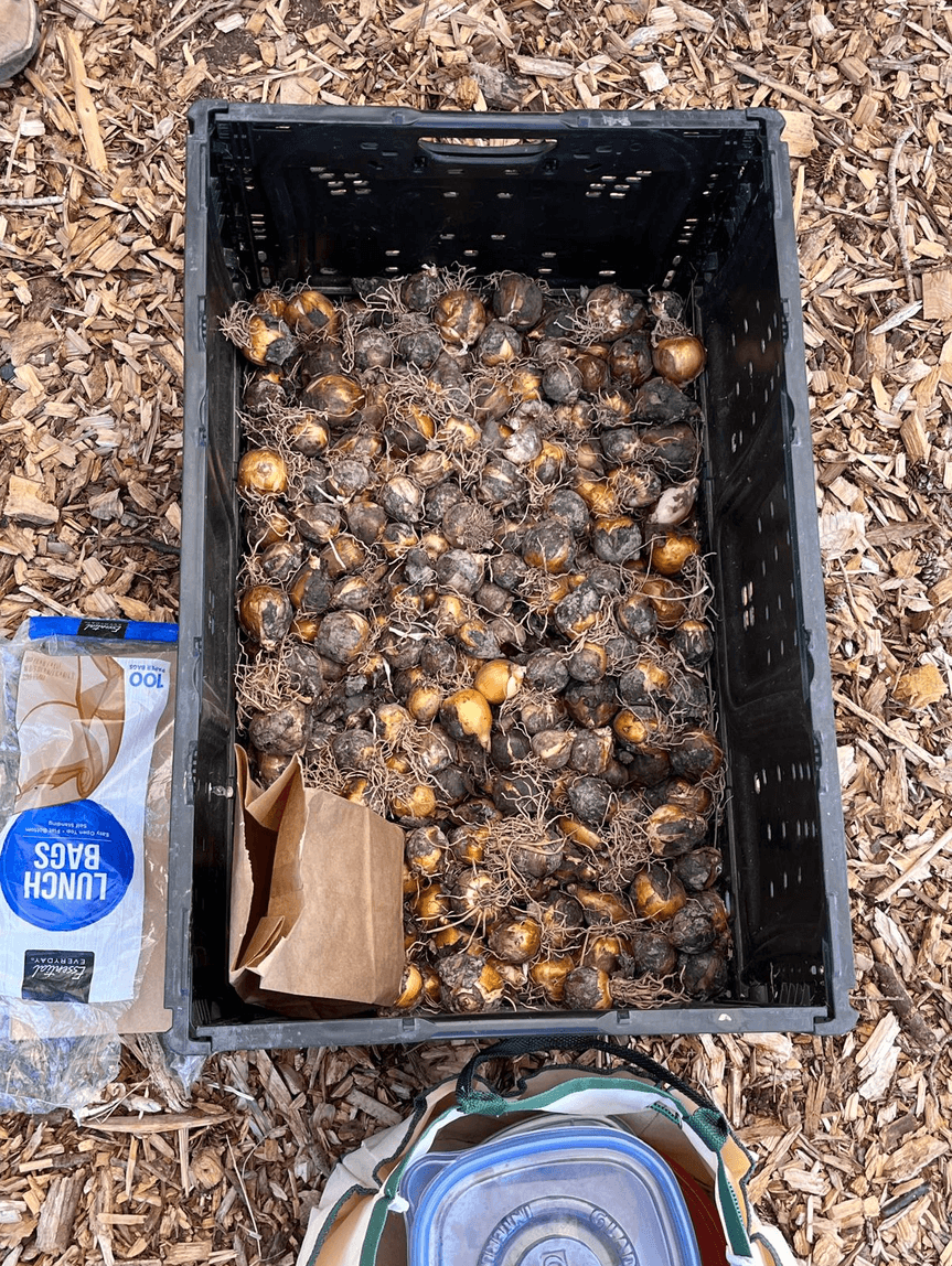 A basket filled with harvested camas bulbs