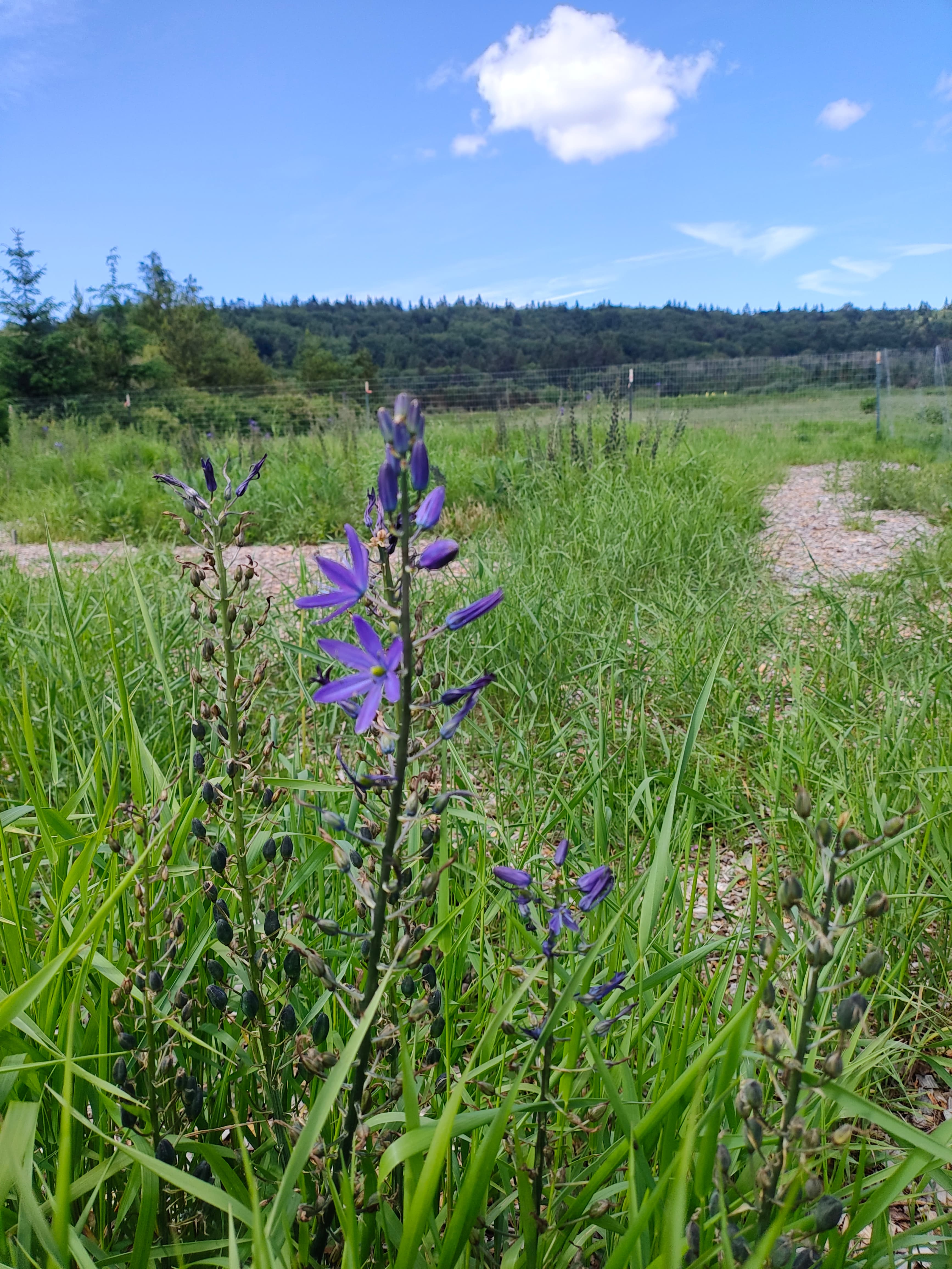 The Camas plant.