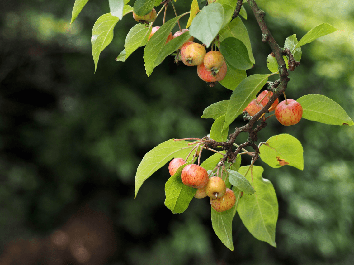 Crab apple connected to the Duwamish Nation