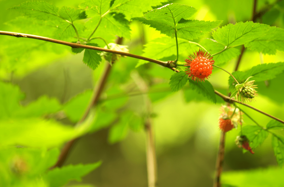 E’li’le Salmonberry connected to Lora Boome