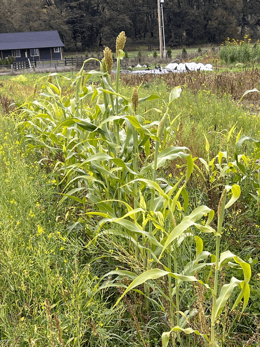 Placeholder for the second Sorghum image
