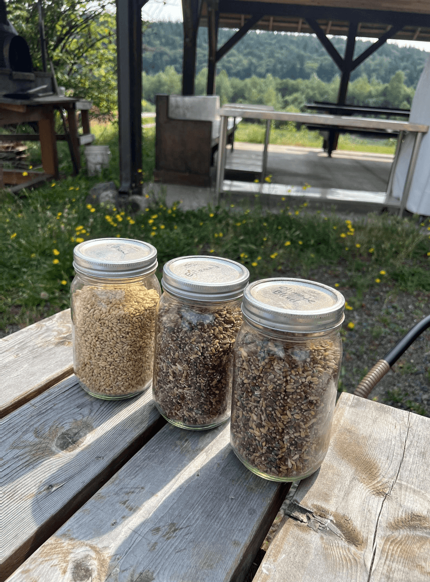 Placeholder for the second Confluence Wheat image