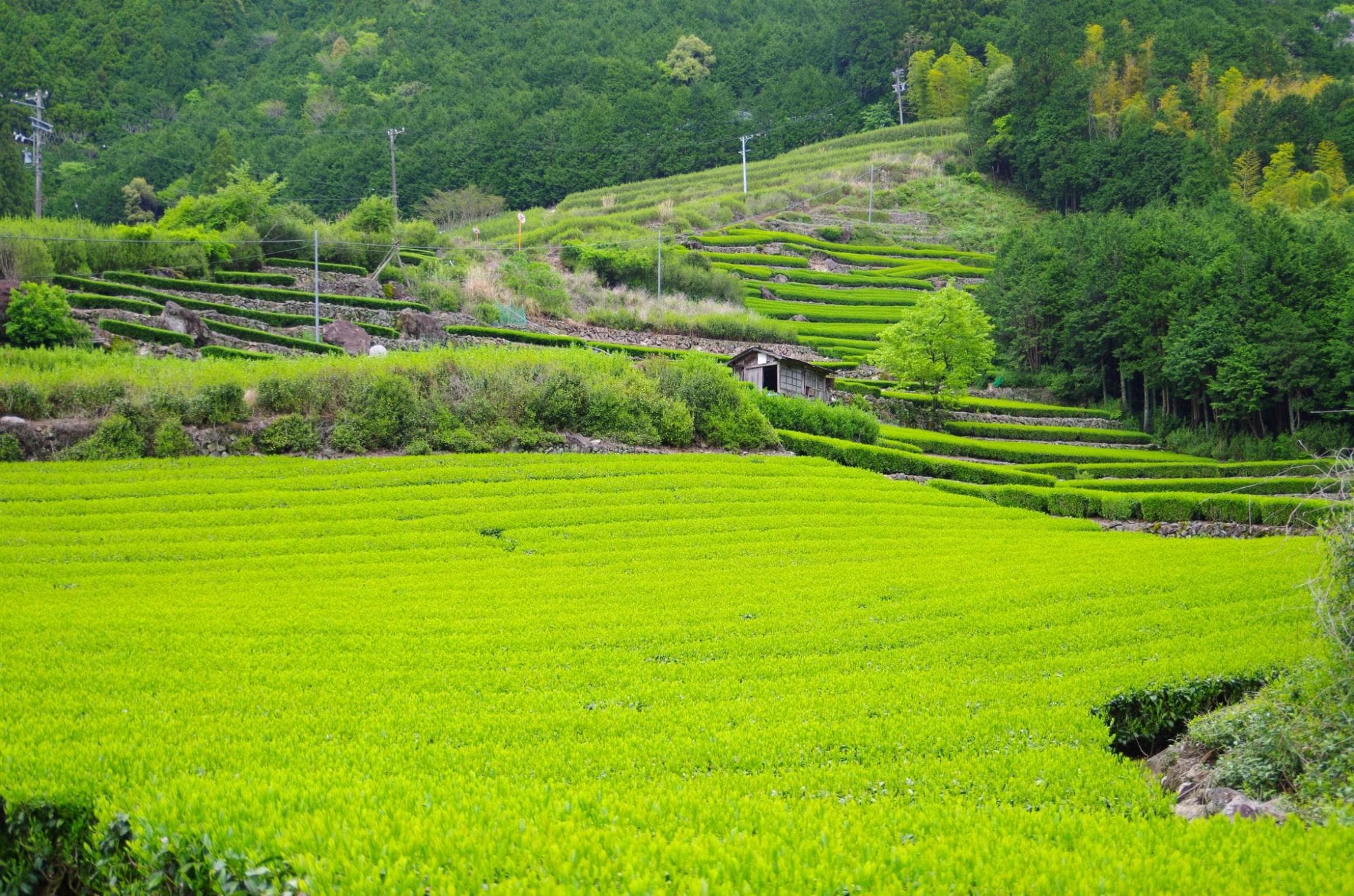 Fields connected to brown rice tea